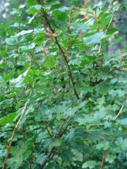 currant (Ribes spathianum)